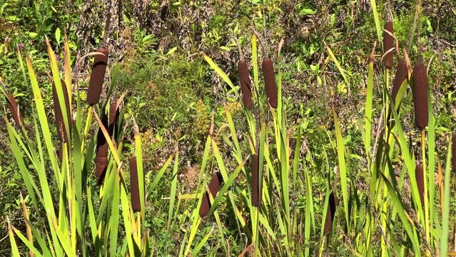Reeds in a roadside ditch. An aquatic plant in close-up. Swamp landscape. Brown cat's tail or maces grow in a ditch on the edge of the highway in autumn. Kirov region. Russia. 4K	