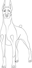 One line doodle, drawn portrait of a Doberman dog.
