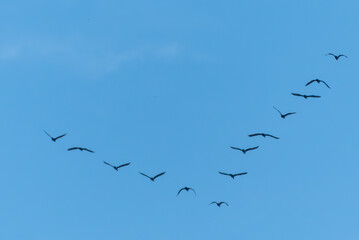 青空に隊列をなして飛ぶ鳥