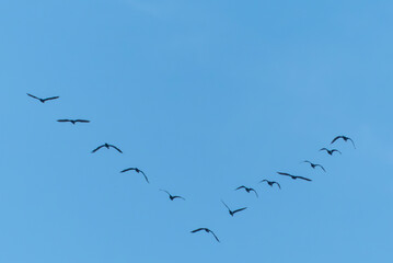 青空に隊列をなして飛ぶ鳥