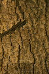 avocado tree trunk bark and detailed grain pattern