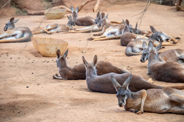 kangaroo outdoors in Brazil. - obrazy, fototapety, plakaty