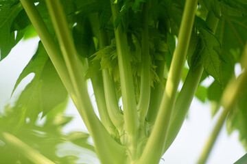 Paw-paw carica papaya budding tree