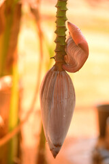 Tropical banana and plantain bud