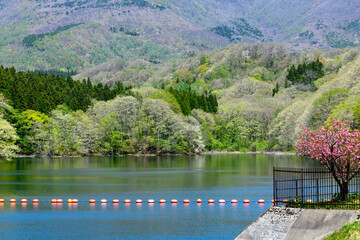 蔵王 長老湖　桜と新緑と残雪
