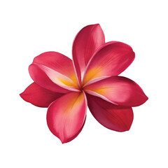 Fototapeta premium Watercolor Plumeria Flower