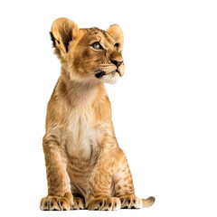 Obraz premium A cute Lion cub sitting on white transparent background