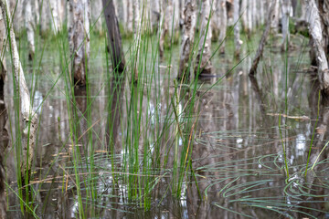 wetland ecosystem paperbark tree forest, swamp water reflections, rain environment nature, Australian natural lowland landscape