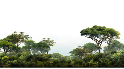 Isolated African forest landscape background on a backdrop of pure white
