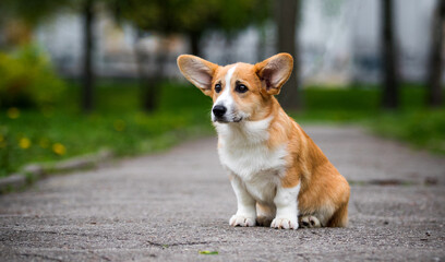 red corgi sitting on a path in the park