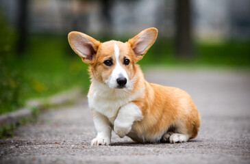 red corgi dog on a path in the park