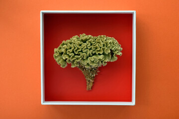 Still life conceptual image of a dried celosia flower in a red box