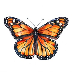 Fototapeta premium A watercolor painting of a monarch butterfly, with vibrant orange and black wings, delicately detailed, isolated on a white background