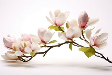 Obraz premium Blooming white and pink close-up flowers of magnolia on a branch with young leaves, growing in spring park or botanical garden, with blurred white background