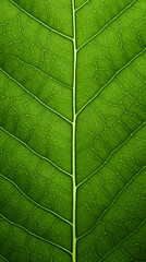 Obraz premium Texture of green leaves close-up