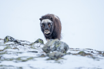 Beautiful portrait of a baby muskox in a snowy landscape between mountains in Norway looking at...