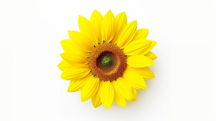 Sunflower in brilliant yellow, isolated on a white background