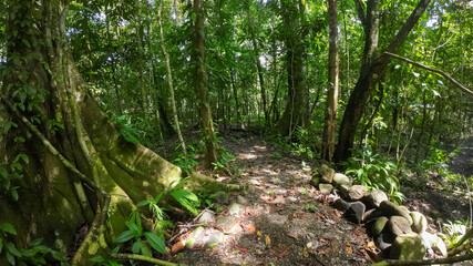 The pristine beauty of the Costa Rican jungle on a scenic forest trail