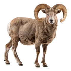 Fototapeta premium Horned sheep isolated on transparent background