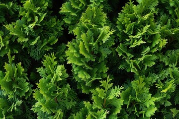 Emerald Green nursery in spring