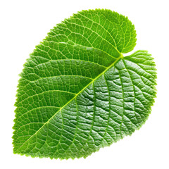 Obraz premium Kiwi leaves isolated on transparent background