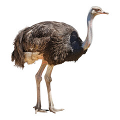 Ostrich isolated on transparent background