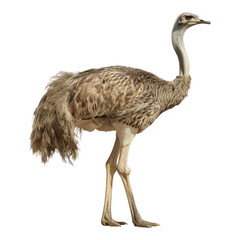 Ostrich isolated on transparent background