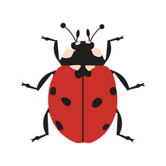 Ladybug Illustration