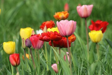 Spring landscape. Tulips of different colors grow on the field.