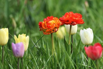 Obraz premium Spring landscape. Tulips of different colors grow on the field.