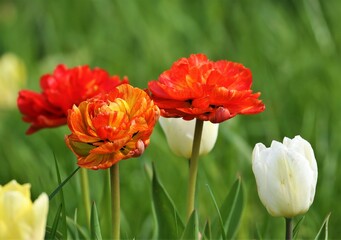Spring landscape. Tulips of different colors grow on the field.