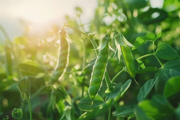 Naklejka premium Green pea fields Ecological plant protein source Pea farming concept 4k footage