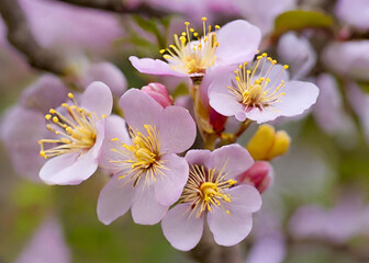 Blooming Cherry Blossom Garden Vibrant Spring Blossom