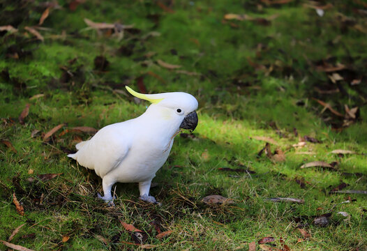 White cockatoo parrot sits on a green lawn, close-up