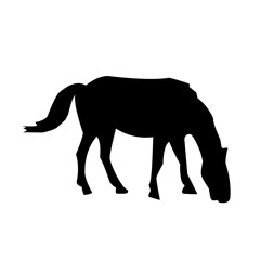 Horse silhouettes graphic vector illustration