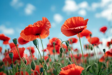 Fototapeta premium A field of vibrant red poppies swaying gently in the breeze under a clear blue sky