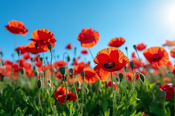 A field of vibrant red poppies swaying gently in the breeze under a clear blue sky