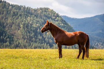 Red horse stands on a green field against the backdrop of green hills, agricultural landscape