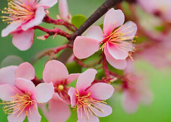 Blooming Cherry Blossom Garden Vibrant Spring Blossom