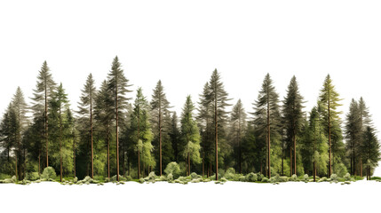A solitary forest scene against a stark white background - obrazy, fototapety, plakaty