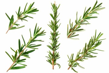 Isolated rosemary branches and leaves on white background Collector