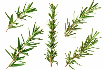 Fototapeta premium Isolated rosemary branches and leaves on white background Collector