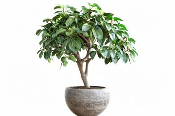 Isolated white potted ficus tree