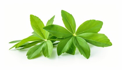 Obraz premium Isolated woodruff leaf on white background