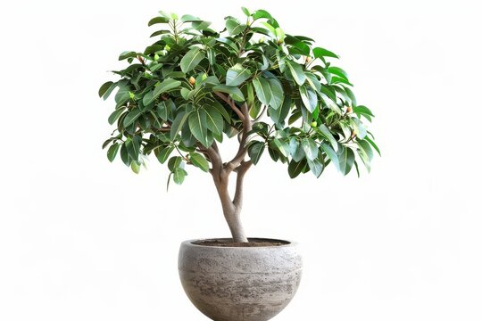 Isolated white potted ficus tree