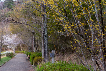 Naklejka premium 春の公園で黄色いサンシュの花 滋賀県大津市春日山公園