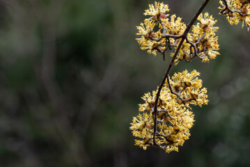 春の公園で黄色いサンシュの花　滋賀県大津市春日山公園