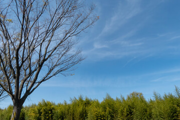 自然がそのまま残されたビオトープ　滋賀県大津市木ノ岡ビオトープ