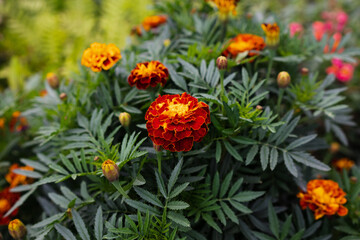 Tagetes. Orange and yellow marigolds flower on a green background.