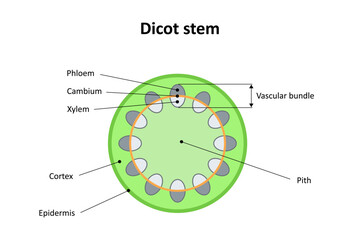 Internal structure of dicot stem. Diagram.